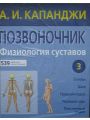 Позвоночник. Физиология суставов